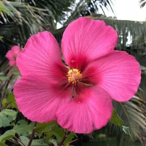 Meet your Posher, Loke